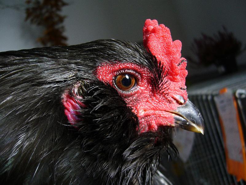 Delbrueck 2008 063.jpg - Araucana schwarz von Franz Egon Christiansmeier Preis HV 96 JB